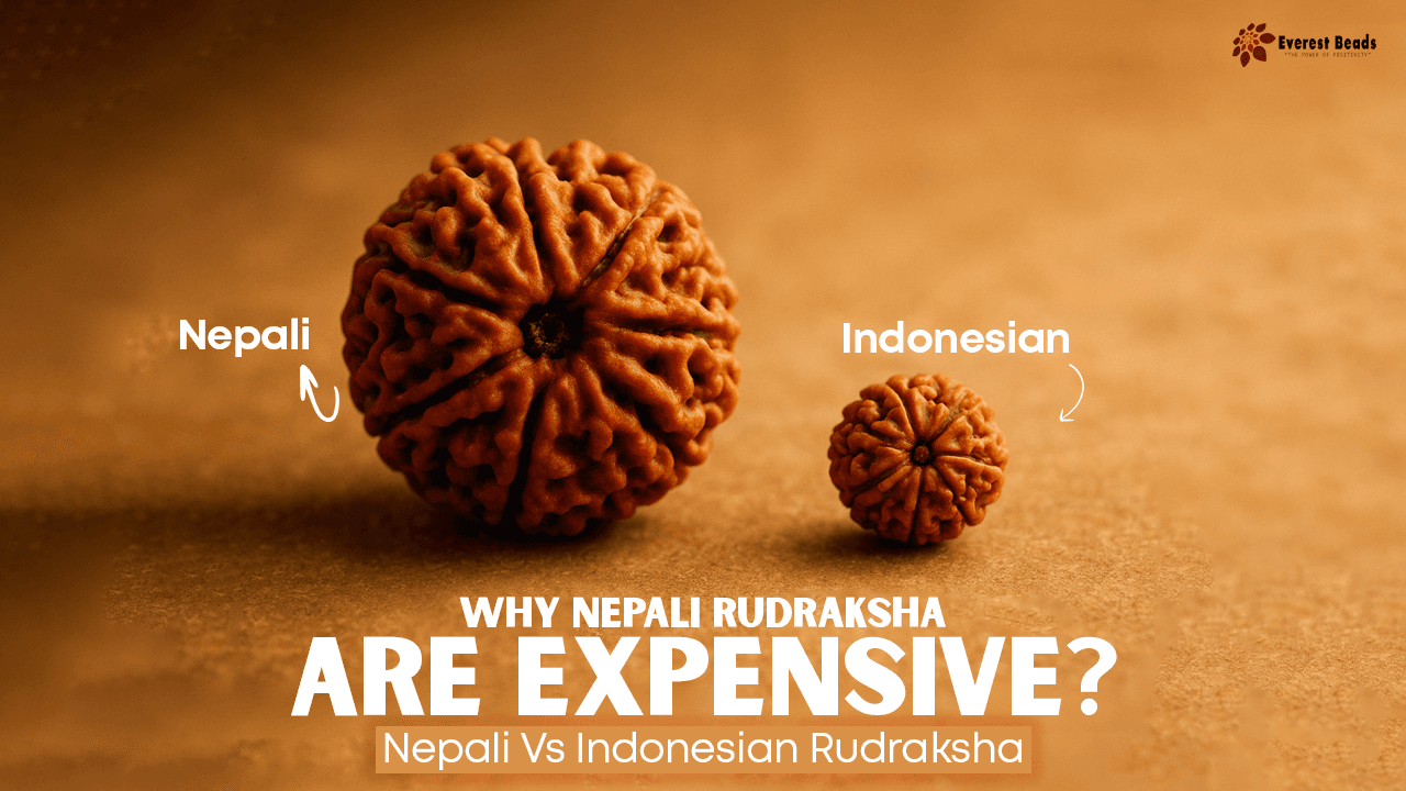 Why Nepali Rudraksha are Expensive? Nepali Vs Indonesian Rudraksha