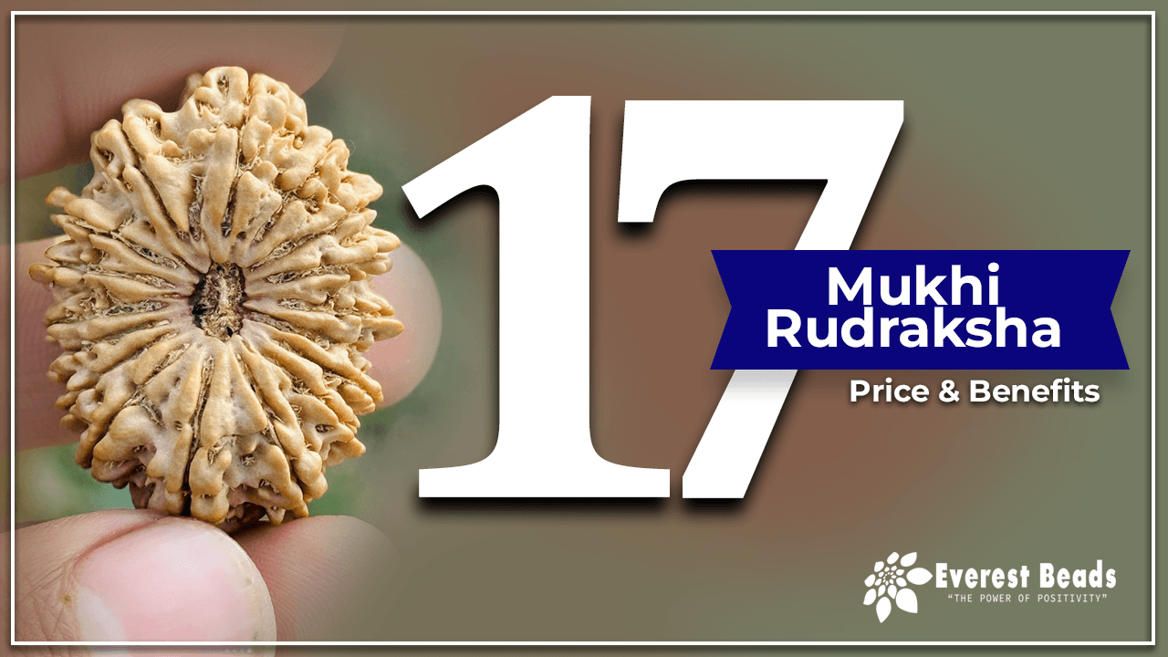 17 Mukhi Rudraksha, Price and Benifits of Seventeen Mukhi Rudraksha
