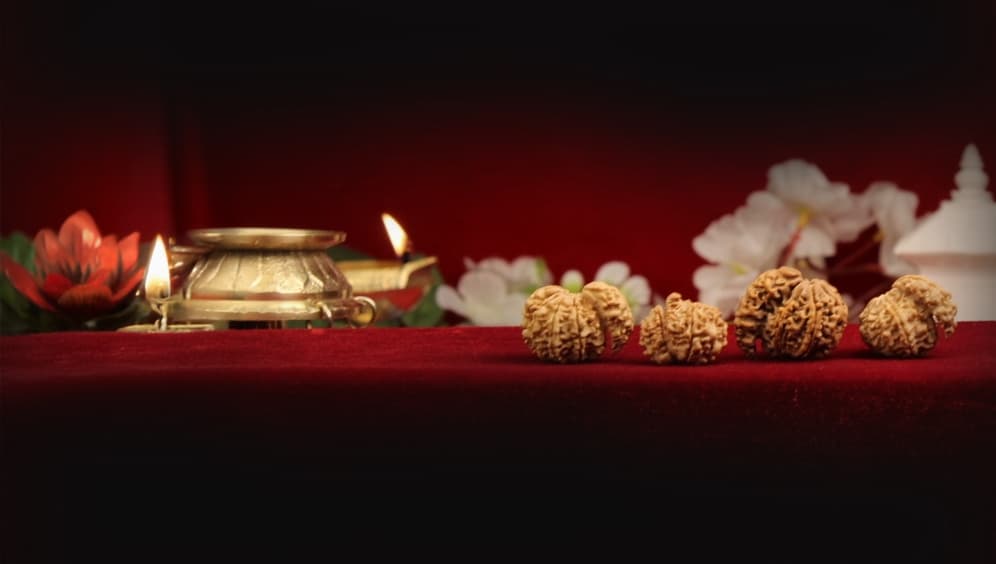 One Mukhi Sawar Rudraksha