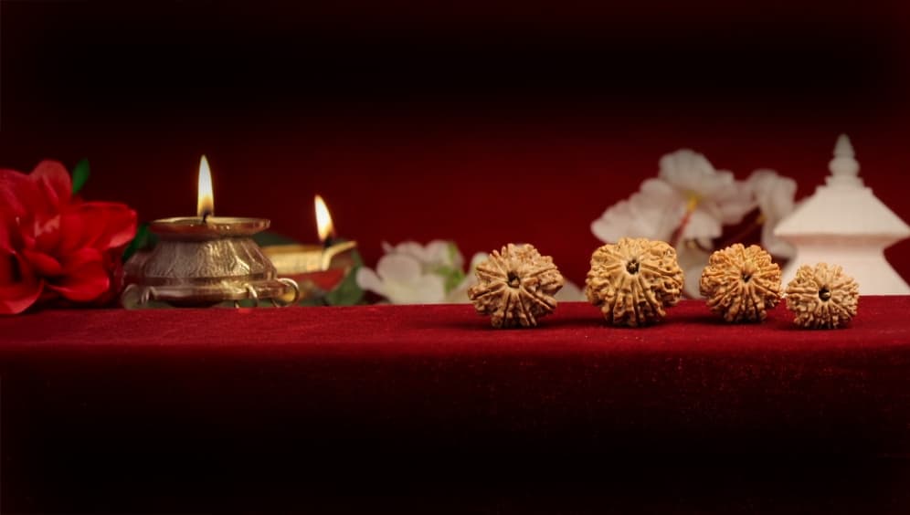 Eight Mukhi Rudraksha
