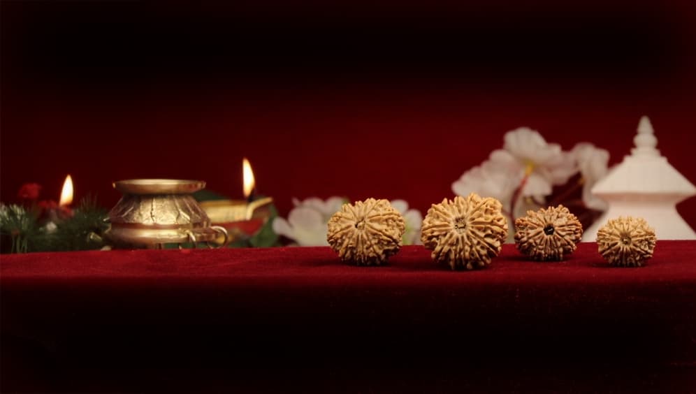 Twelve Mukhi Rudraksha