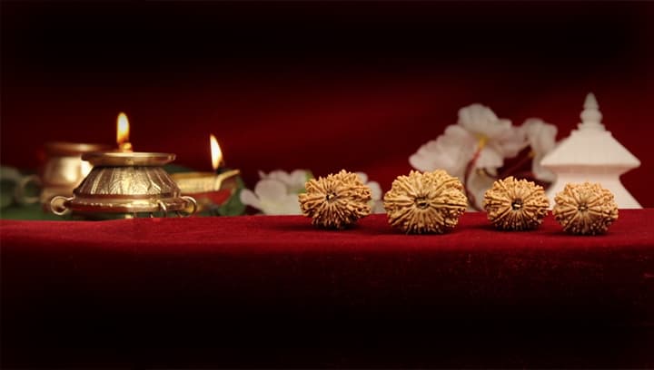 Thirteen Mukhi Rudraksha
