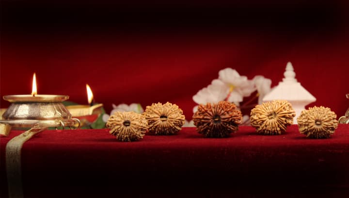 Sixteen Mukhi Rudraksha