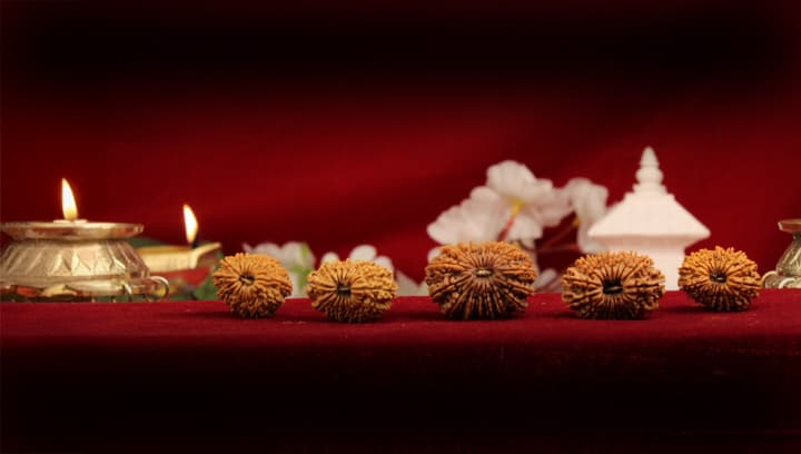 Eighteen Mukhi Rudraksha
