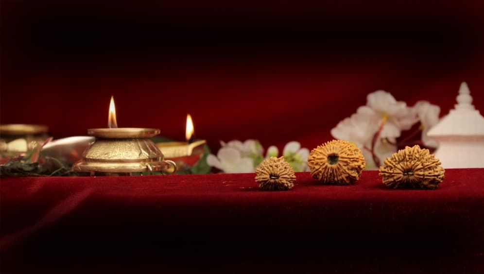 Nineteen Mukhi Rudraksha