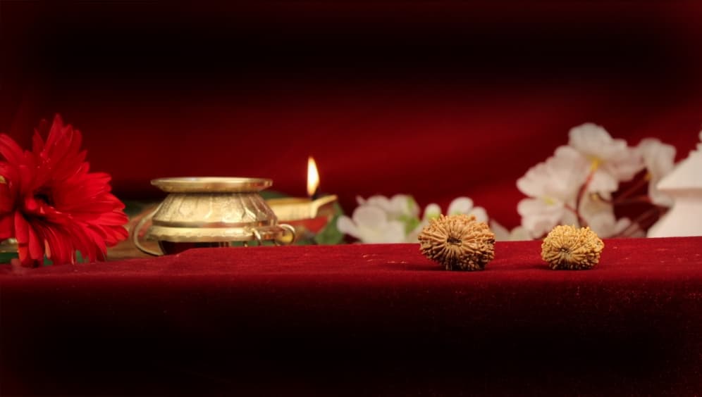 Twenty Mukhi Rudraksha