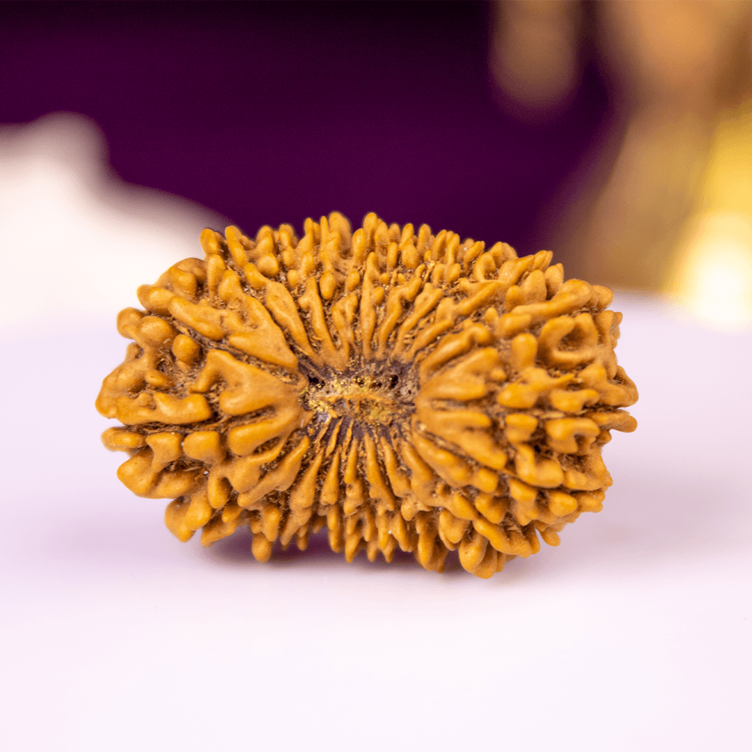 Twenty One Mukhi Rudraksha (31mm)